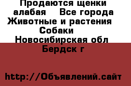 Продаются щенки алабая  - Все города Животные и растения » Собаки   . Новосибирская обл.,Бердск г.